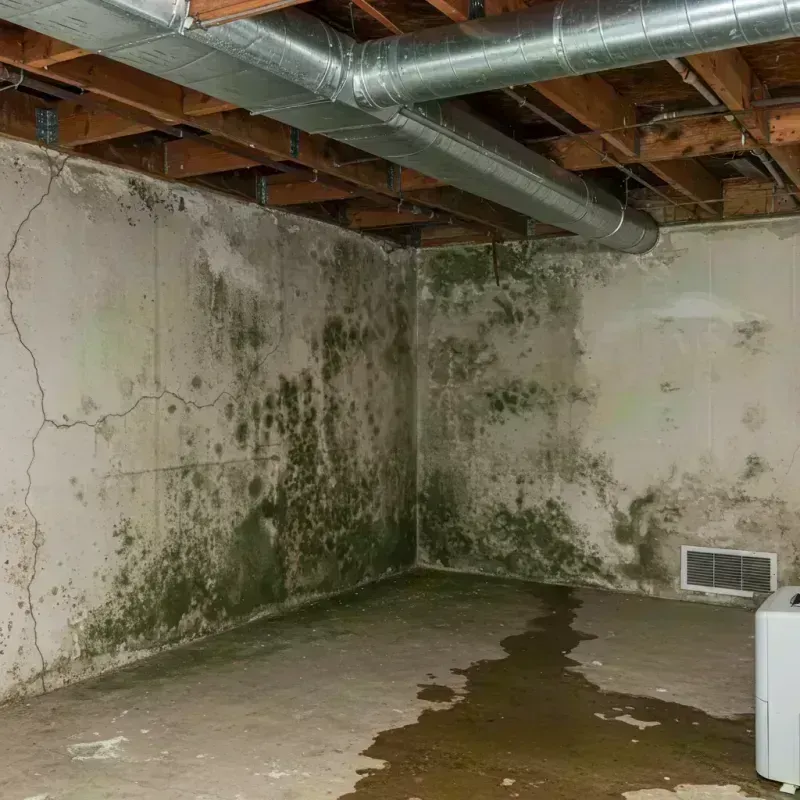 Professional Mold Removal in Livingston County, MI